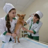 Челябинская городская ветеринарная станция по борьбе с болезнями животных Фото 2 на проекте Chel.vetspravka.ru