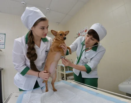Челябинская городская ветеринарная станция по борьбе с болезнями животных Фото 2 на проекте Chel.vetspravka.ru