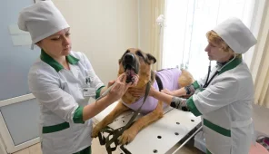 Челябинская городская ветеринарная станция по борьбе с болезнями животных Фото 1 на проекте Chel.vetspravka.ru