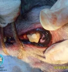 Ветеринарно-стоматологическая клиника для кошек и собак Велес-вет Фото 4 на проекте Chel.vetspravka.ru
