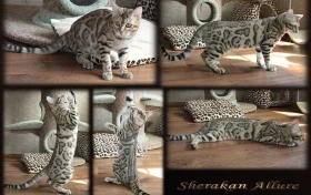 Питомник бенгальских кошек Oasisbengals  на проекте Chel.vetspravka.ru